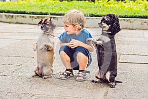 A little boy is playing with little dogs