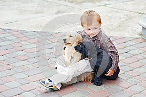 Little boy playing outdoor with a two Labrador puppies