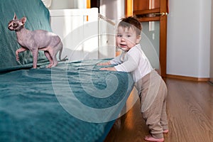 Little boy playing with sphynx cat, toddler standing next to couch in living room