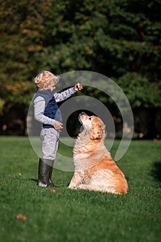 Little boy playing and training golden retriever dog in the field in summer day together. Cute child with doggy pet portrait at