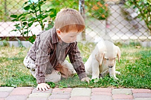 Little boy playing with a white Labrador puppy