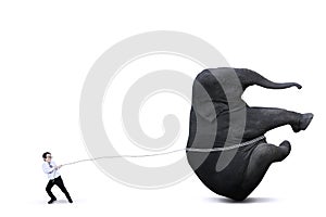 Little boy pulling big elephant