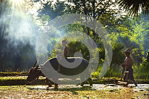 A little boy riding a buffalo plowing with his father. Lifestyle of Southeast Asian people at the rice field countryside Sakon