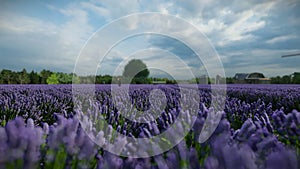 Little boy running on a lavender field at a Dutch windmill farm, panning