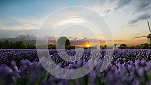 Little boy running on a lavender field at a dutch windmill farm at sunset