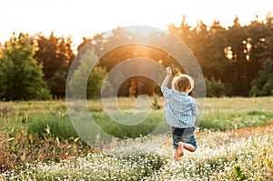 Little boy runs along the daisy to the forest