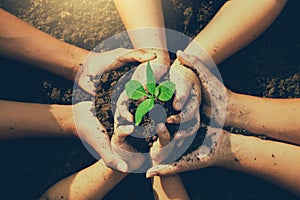 Little boy`s hand holding a green sapling earth day In the hands of trees planting saplings.