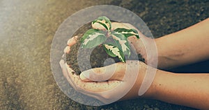 Little boy`s hand holding a green sapling earth day In the hands of trees planting saplings.