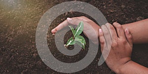 Little boy`s hand holding a green sapling earth day In the hands of trees planting saplings.