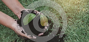 little boy's hand holding a green sapling earth day In the hands of trees planting saplings. Reduce global warming.