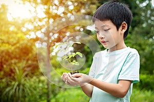 The little boy\'s hands are holding a small tree. A kid holding a seedling smiles and stares at the small tree in hand