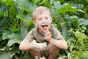 A little boy is siting in the garden bed, eats a cucumber and laughing. Autumn harvest