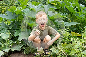 A little boy is siting in the garden bed, eats a cucumber and laughing. Autumn harvest