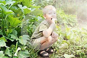 A little boy sits in the garden bed and eats a cucumber. Autumn harvest