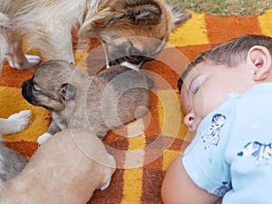 Little boy sleeping next to dog and puppies