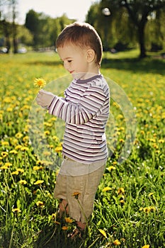 Little boy in spring dandelion meadow