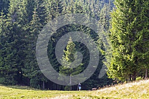 Little boy standing in tall pine tree forest. Magesty of nature.