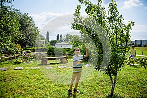 A little boy is standing under a pear tree and looking to a pear. autumn fruit harvest