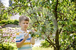 A little boy is standing under a pear tree and looking to a pear. autumn fruit harvest