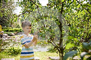 a little boy is standing under a pear tree and looking to a pear. autumn fruit harvest