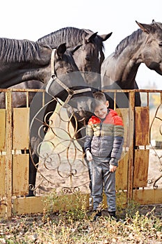 A little boy stands near the black beautiful horses and smiles sweetly. Outdoors.