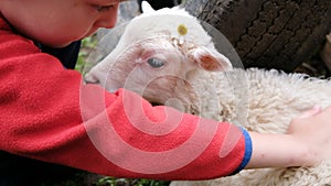 Little boy is stroking a lamb with a flower, a child is playing with a sheep on a farm close-up