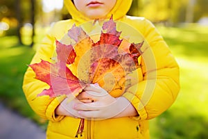 Little boy during stroll in the forest at sunny autumn day. Active family time on nature. Child holding hand maple leaves