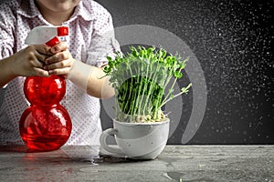 A little boy takes care of microgreen in a cup watering with drops of water in frozen motion. Peas. Little gardener at home