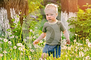 A little boy walks among dandelions on the grass