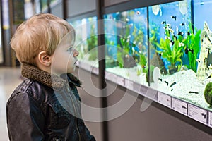 Little boy watches fishes in aquarium