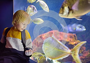 Little boy watches fishes in seaquarium