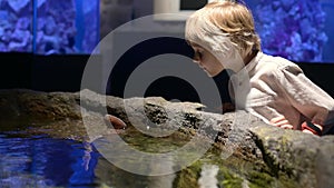 Little boy watches stingray in open aquarium. Child exploring explores the world of the sea.