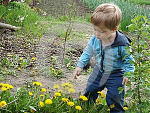A little boy is watching a bee