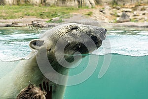 Little boy watching Polar bear Ursus maritimus swimming