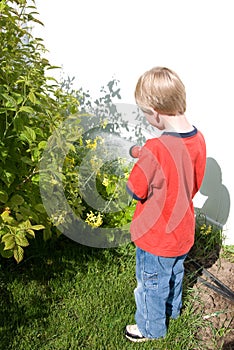 Little boy watering raspberry plants