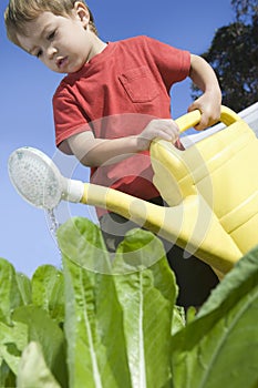 Little Boy Watering Vegetable Garden