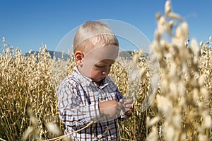 The little boy in the wheat field plays