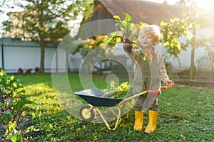 Little boy with wheelbarrow posing in garden during autumn day.