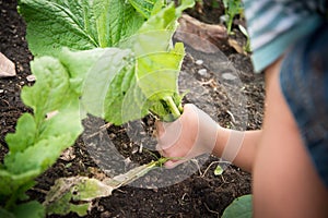 Little boy working planting in the farm outdoor