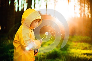 Little boy in a yellow jacket at sunset in the forest blowing a dandelion. Nature care concept.  Take care of the environment. Act