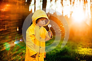 Little boy in a yellow jacket at sunset in the forest blowing a dandelion. Nature care concept.  Take care of the environment. Act