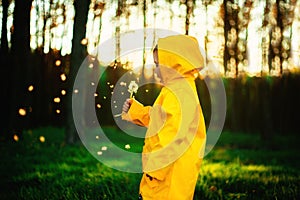 Little boy in a yellow jacket at sunset in the forest blowing a dandelion. Nature care concept.  Take care of the environment. Act