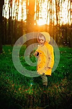 Little boy in a yellow jacket at sunset in the forest blowing a dandelion. Nature care concept.  Take care of the environment. Act