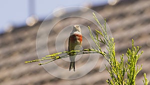 Little branch bee eater bird