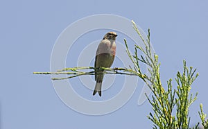 Little branch bee eater bird