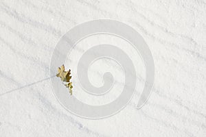 Little Branch With Yellow Leaves In Snow