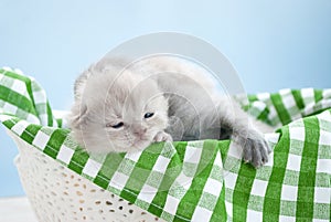 Little bright kitten in a white basket, green plaid, blue background