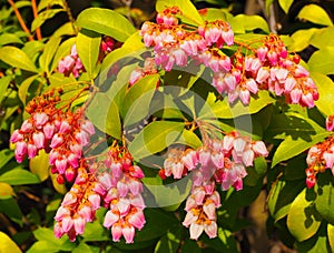 Little bright pink bell flowers on a Pieris Japonica bush.