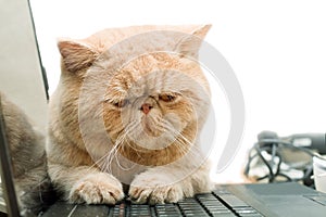 Little British CPA garfield cat sitting on laptop