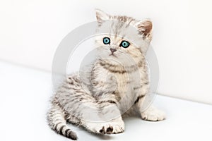 Little british domestic silver tabby cat